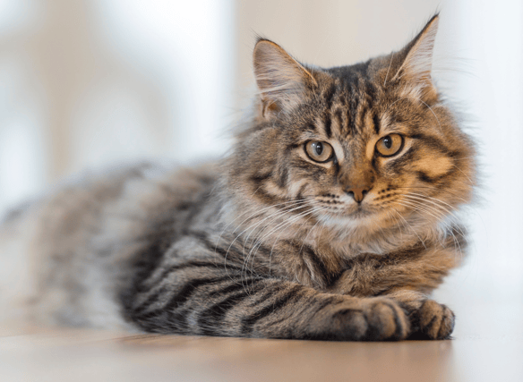 Here are the top 10 most popular names for a cat in 2023. Cr. Getty Images/Canva Pro