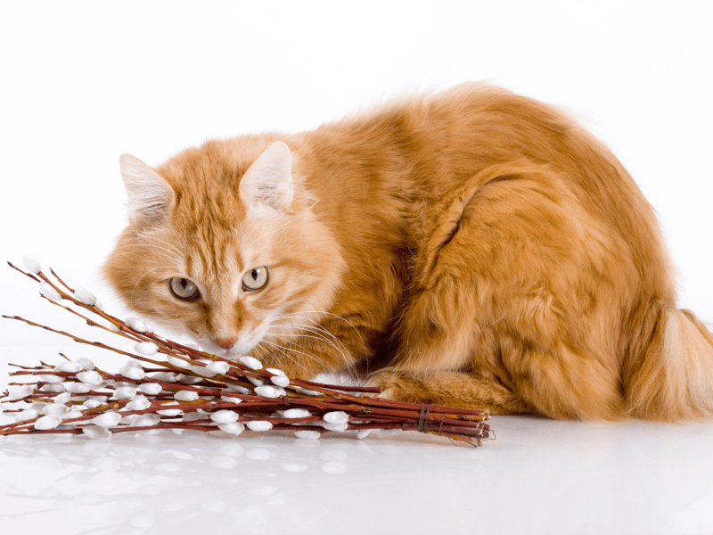 Popular with both cats and dogs, the name Willow appeared to take off in the late 90s to early 00s - perhaps due to the popularity of the Buffy The Vampire Slater character?