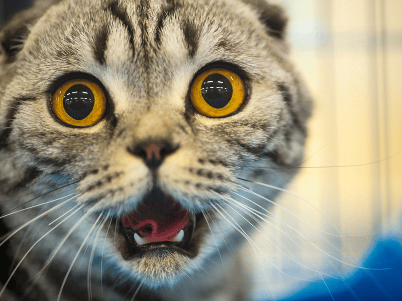 Another name which seems to be exclusively popular with the cat owners, Loki appears solely in the list of popular cat names for the second year running.
