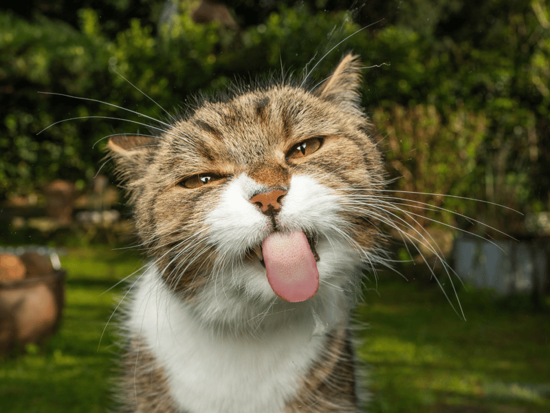 Completing the top five is the ever popular name of Coco. A perfect unisex title for both male and female kitties.