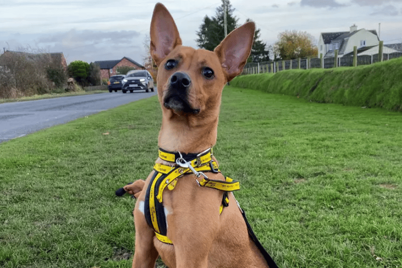 A stunning little lass, only 1 year old (approx.) We think that she is a crossbreed with some strong Basenji looks about her, Paisley is an absolute sweetheart, she is loving and playful. She is instantly friendly when she meets new people and walks straight over with a happy waggy tail to get a fuss. She loves cuddles, playing with soft toys and We have found that she likes treats and this will be a great way to gain her trust and begin training. Paisley walks nicely on the lead and is aware of where you walk, moving away to ensure her little toes don’t get trodden on. She has met cattle out on her walk and not shown much interest in them, she is fine walking beside a busy road with all kinds of traffic, so a rural or town home could be her new residence She’s a little pocket rocket and would benefit from a secure garden, where she can have her zoomies and stretch her legs.