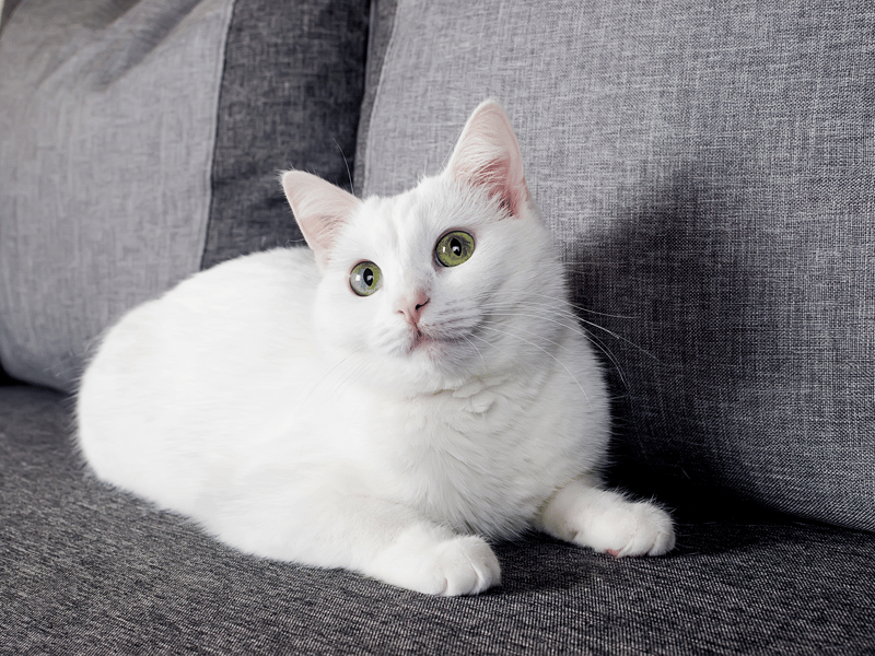 This sweet and gentle cat breed is one of the more outgoing breeds of cat and will love play and some mischief.