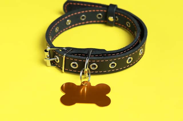 These are the names that most dog owners have decided to engrave on their new puppy's collar this year.