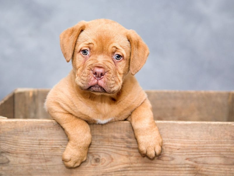 Meaning 'moon', Luna has been the most popular name with new puppy owners for the last five years. Its popularity shows no sign of waning.