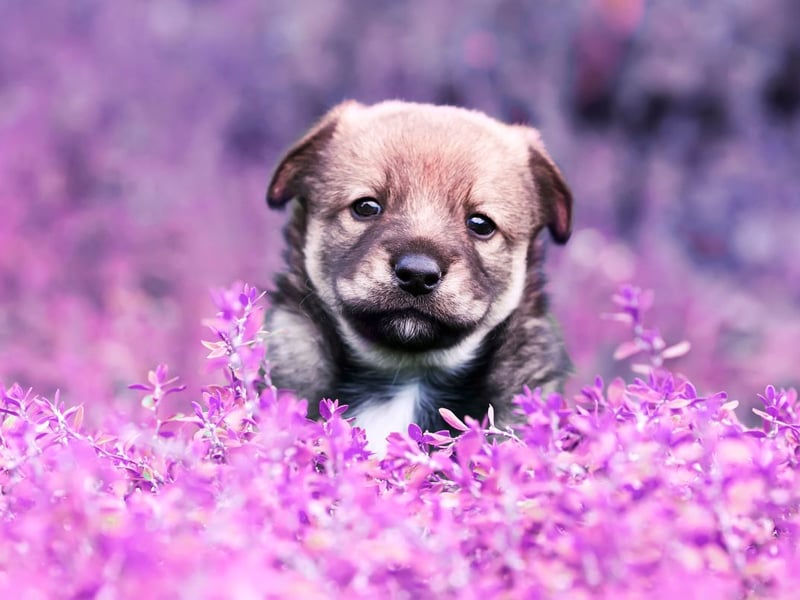 A French name, meaning 'wealthy protector' and 'God's gift', Teddy completes the top three most popular dog names of 2023.