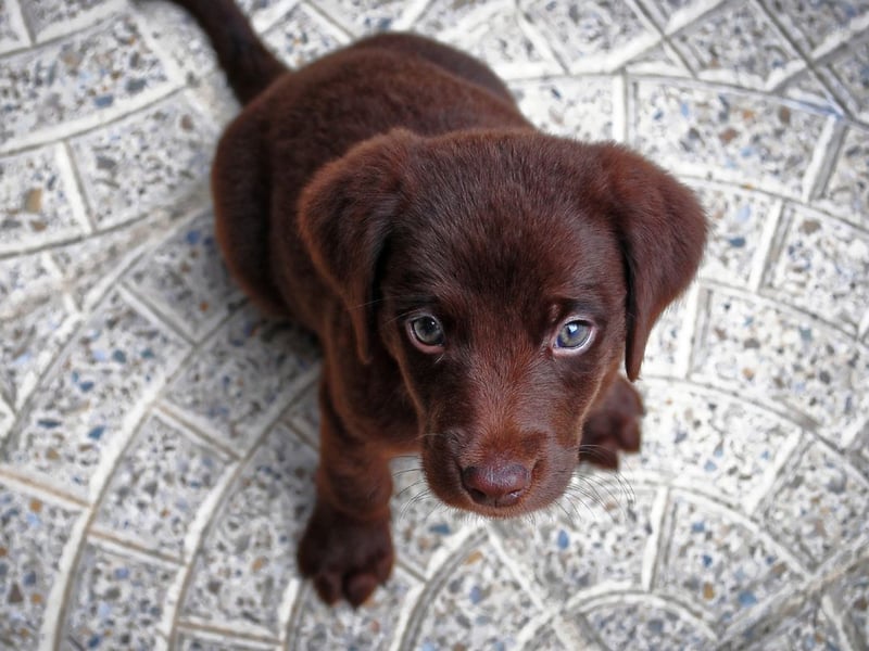 Meaning 'beautiful', Bella has also been consistently popular over the first five years - coming second every time.