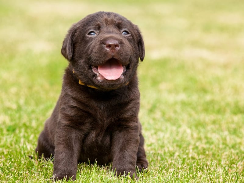 A name of Spanish origin, Lola may mean 'sorrows', but is still popular with owners of cheery dogs.
