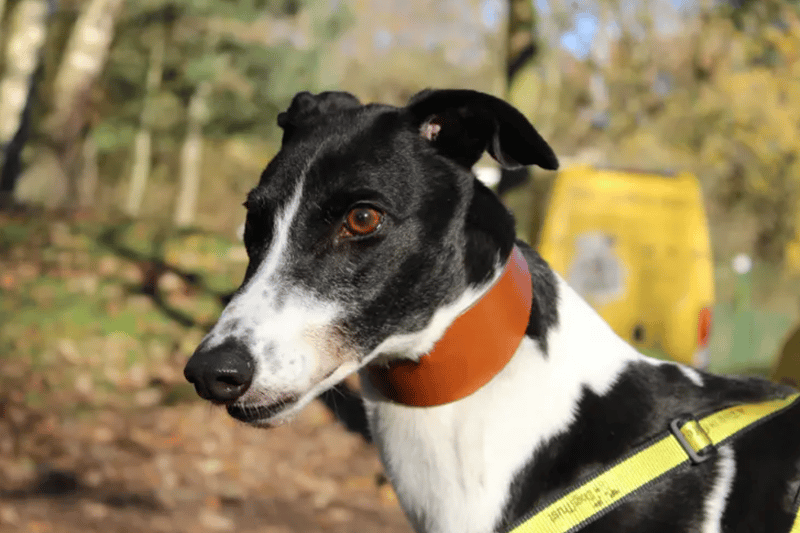 Logon is a Greyhound who can live with teenagers but will need to be the only pet in the home. He has spent his life in kennels so may need some patience with house training but most Greyhounds pick it up very quickly.