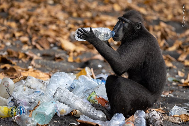 A Celebes crested macaque investigates the contents of a plastic bottle from a pile ready for recycling on a beach at the edge of Tangkoko Batuangus Nature Reserve, Indonesia.