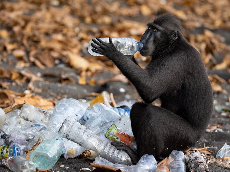 A Celebes crested macaque investigates the contents of a plastic bottle from a pile ready for recycling on a beach at the edge of Tangkoko Batuangus Nature Reserve, Indonesia.