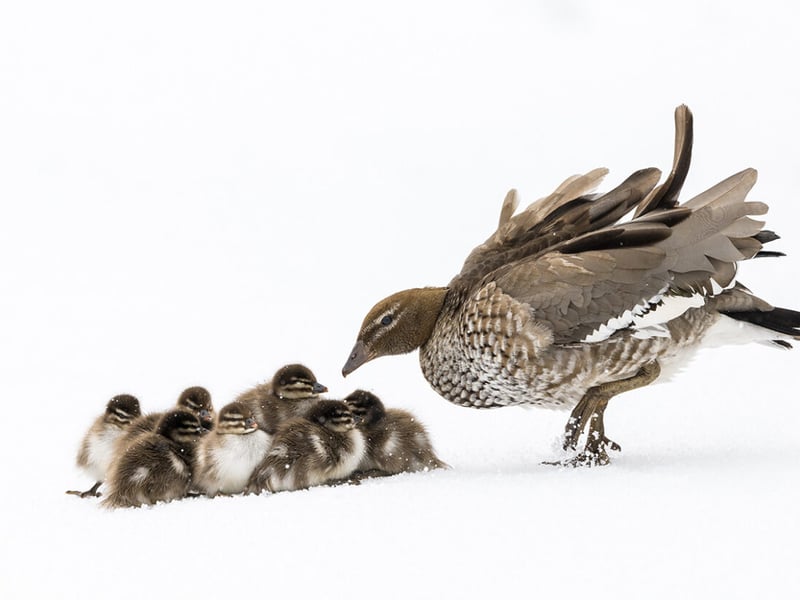 A wood duck and its brood are caught in a late spring snowstorm in Smiggin Holes, New South Wales, Australia.
