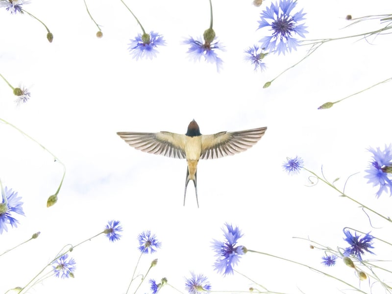 A barn swallow flies over a meadow of cornflowers, catching insects during springtime in eastern Germany.