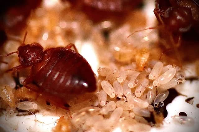 Bed bug bites can be itchy but rarely cause any serious harm