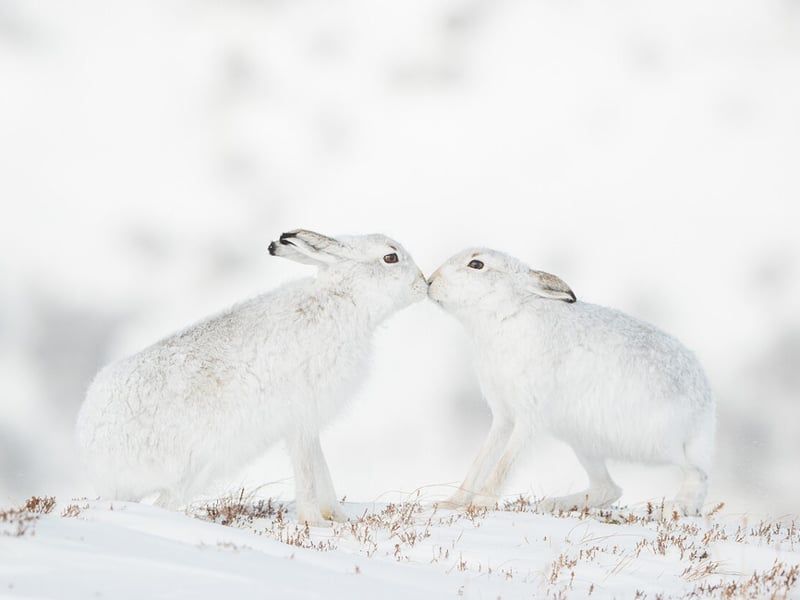 Two courting mountain hares come together to touch noses in the Monadhliath Mountains in Scotland, UK.
