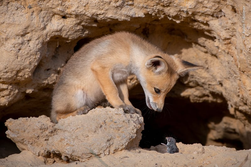 Standing on a rock in the Judean Foothills of Israel, a red fox cub locks eyes with the shrew it had thrown up in the air moments earlier.