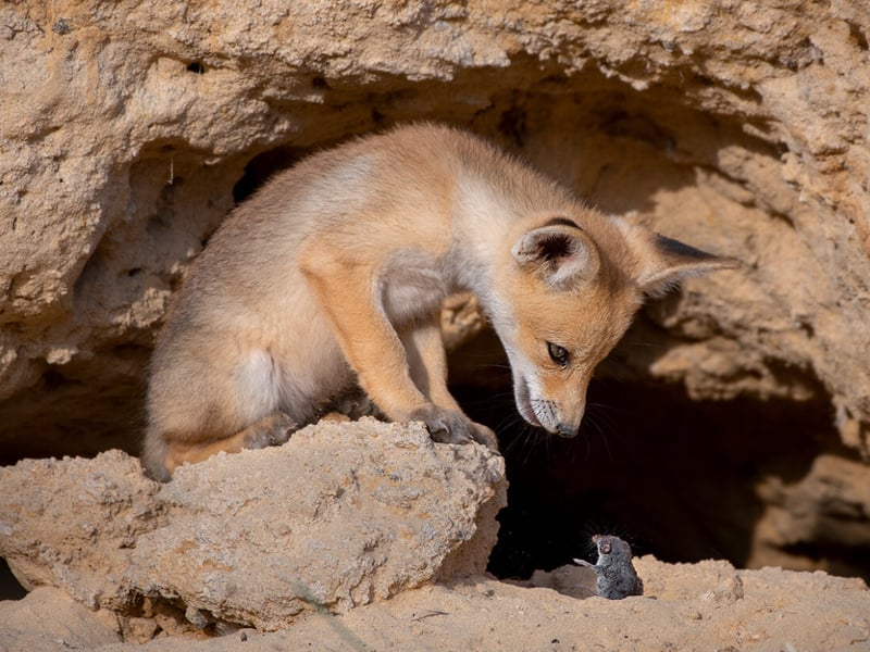 Standing on a rock in the Judean Foothills of Israel, a red fox cub locks eyes with the shrew it had thrown up in the air moments earlier.