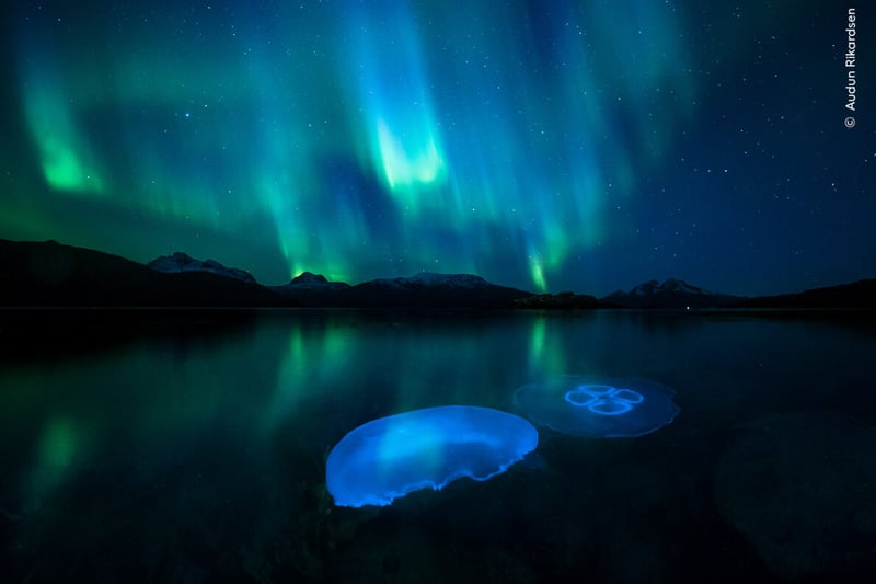 Moon jellyfish swarm in the cool autumnal waters of a fjord outside Tromsø in northern Norway illuminated by the aurora borealis.
