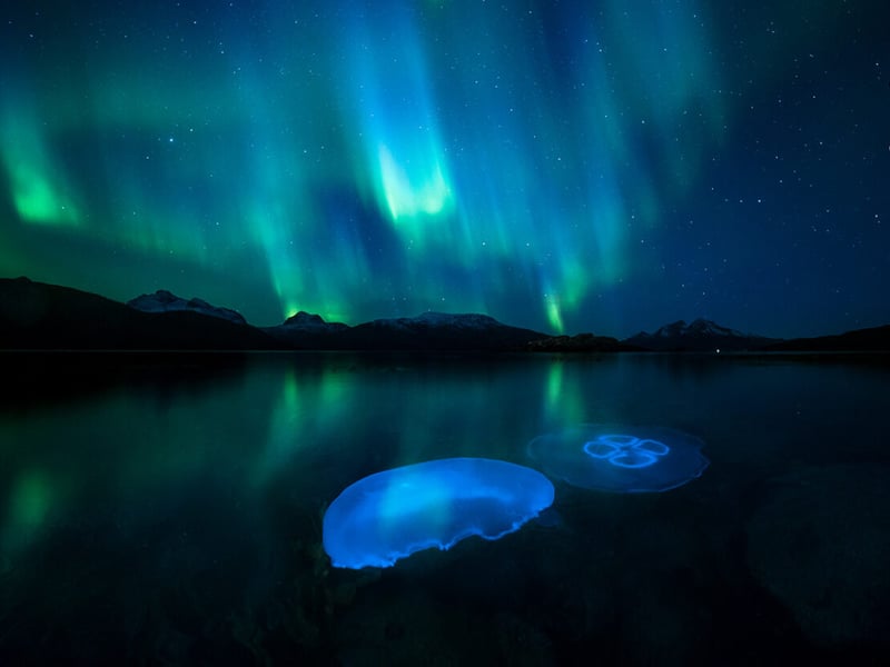 Moon jellyfish swarm in the cool autumnal waters of a fjord outside Tromsø in northern Norway illuminated by the aurora borealis.