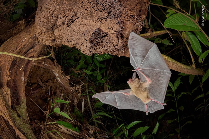 A pygmy round-eared bat returns to its termite-nest home as two well-camouflaged family members look out from the entrance in the lowland forests of Costa Rica.