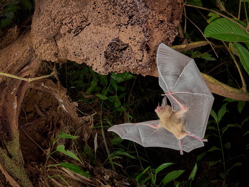 A pygmy round-eared bat returns to its termite-nest home as two well-camouflaged family members look out from the entrance in the lowland forests of Costa Rica.