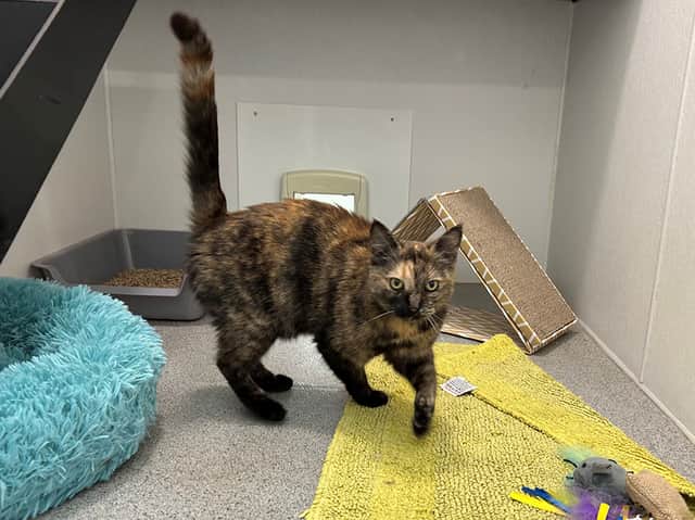 Minnie is one of the cats currently being cared for by RSPCA Sheffield.