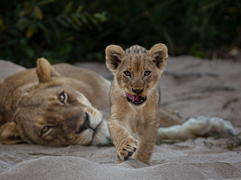 Under the watchful eye of its mother in South Africa’s Greater Kruger National Park, a curious lion cub walks towards the photographer, who was watching from a vehicle.
