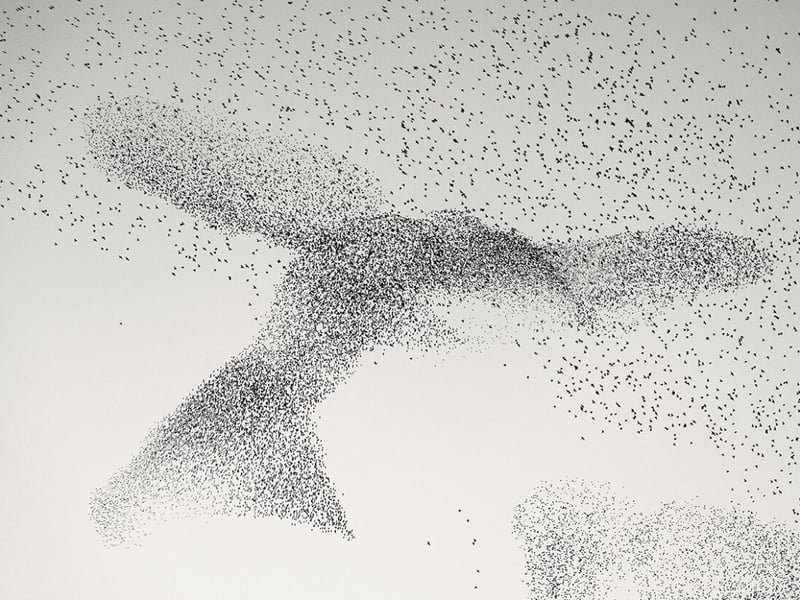A mesmerising mass of starlings swirl into the shape of a giant bird on their way to communal roosts above the city of Rome, Italy.