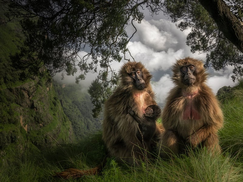 A gelada suckles its baby alongside a companion at the edge of a plateau in the Simien Mountains of Ethiopia.