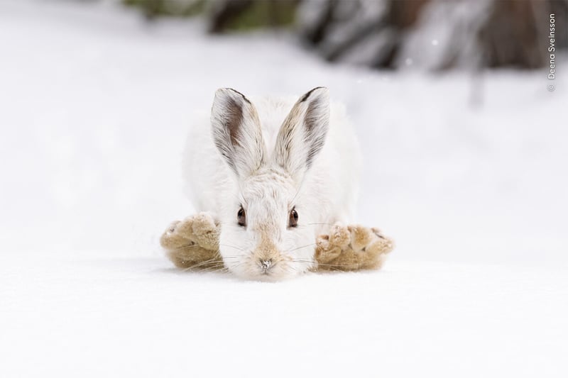 A snowshoe hare pulls its feet to its head to make the next big hop across the soft, deep snow in the forests of the Rocky Mountain National Park, USA.