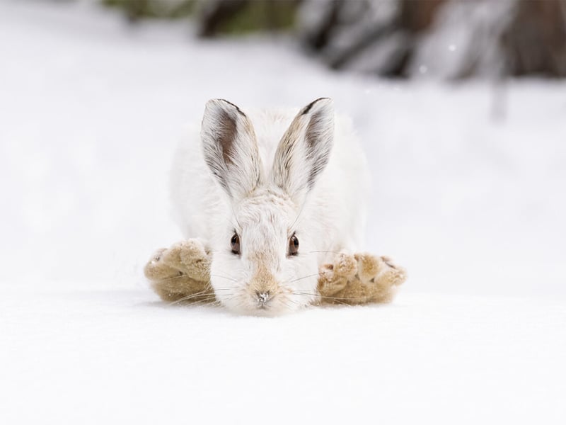 A snowshoe hare pulls its feet to its head to make the next big hop across the soft, deep snow in the forests of the Rocky Mountain National Park, USA.