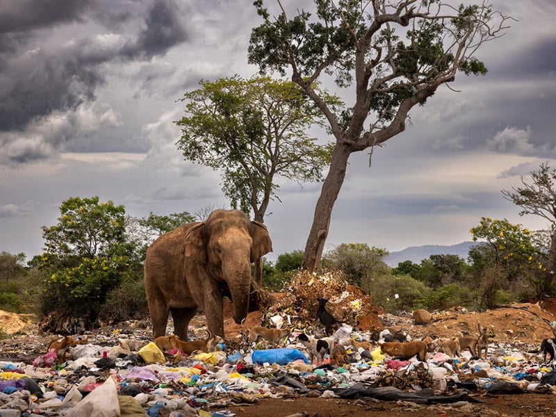 A bull elephant kicks over garbage as it scavenges for rotten vegetables and fruit at a dump in Tissamaharama, Sri Lanka.