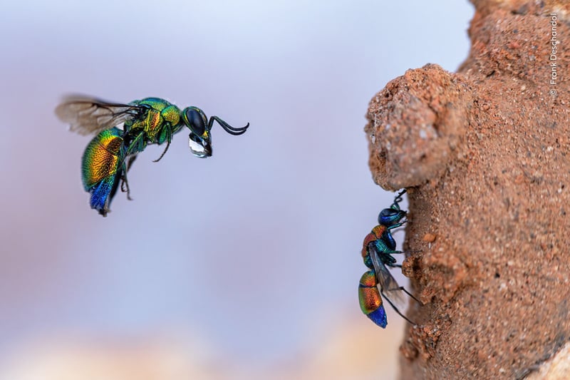 Near Montpellier, France, a cuckoo wasp is captured mid-air trying to enter a mason bee’s clay burrow as a smaller cuckoo wasp cleans its wings below.