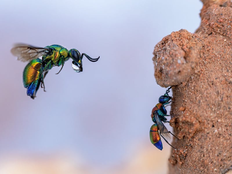 Near Montpellier, France, a cuckoo wasp is captured mid-air trying to enter a mason bee’s clay burrow as a smaller cuckoo wasp cleans its wings below.