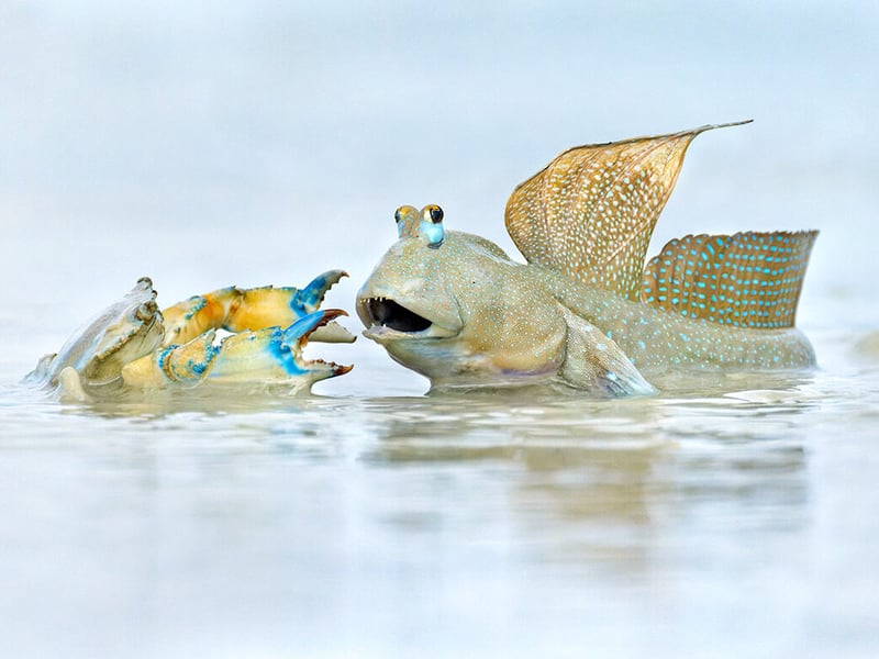 A mudskipper fiercely defends its territory from a trespassing crab in Roebuck Bay, Australia.