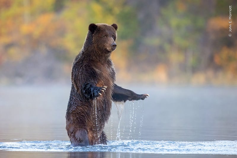 A grizzly bear rises up on its hind legs and glances towards the photographer before returning to fish for salmon in the Chilko River in British Columbia, Canada.
