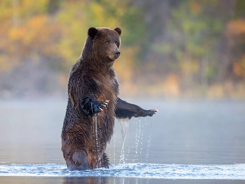 A grizzly bear rises up on its hind legs and glances towards the photographer before returning to fish for salmon in the Chilko River in British Columbia, Canada.