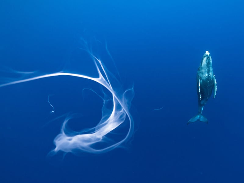 A humpback whale calf misses some of its mother’s milk, which drifts and swirls in the currents off the coast of Rurutu, French Polynesia.