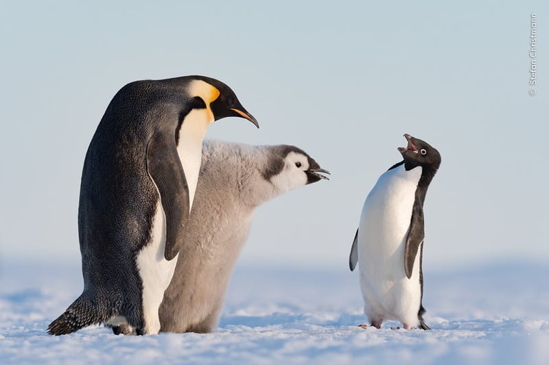 An Adélie penguin approaches an emperor penguin and its chick during feeding time in Antarctica’s Atka Bay.
