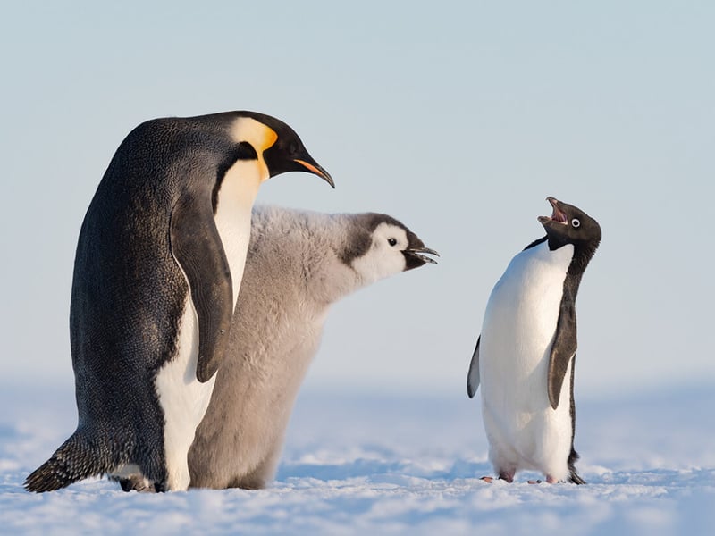 An Adélie penguin approaches an emperor penguin and its chick during feeding time in Antarctica’s Atka Bay.