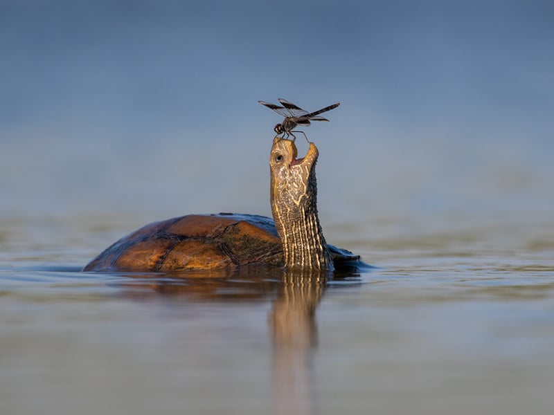 A Balkan pond turtle shares a moment of peaceful coexistence with a northern banded groundling dragonfly in Israel’s Jezreel Valley.