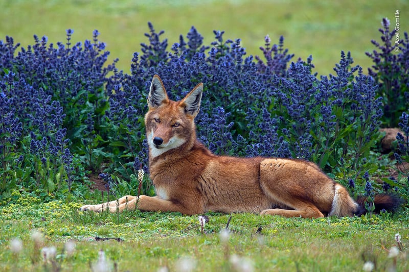 The rarest species of wild dog in the world, the Ethiopian wolf, takes a rest among the highland vegetation of Ethiopia’s Bale Mountains National Park.