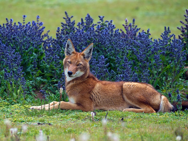 The rarest species of wild dog in the world, the Ethiopian wolf, takes a rest among the highland vegetation of Ethiopia’s Bale Mountains National Park.
