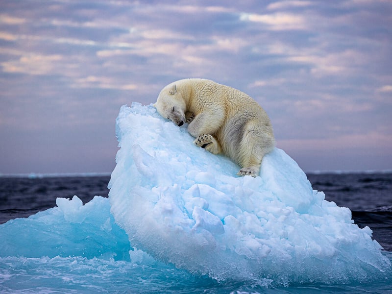 A polar bear carves out a bed from a small iceberg before drifting off to sleep in the far north, off Norway’s Svalbard archipelago.