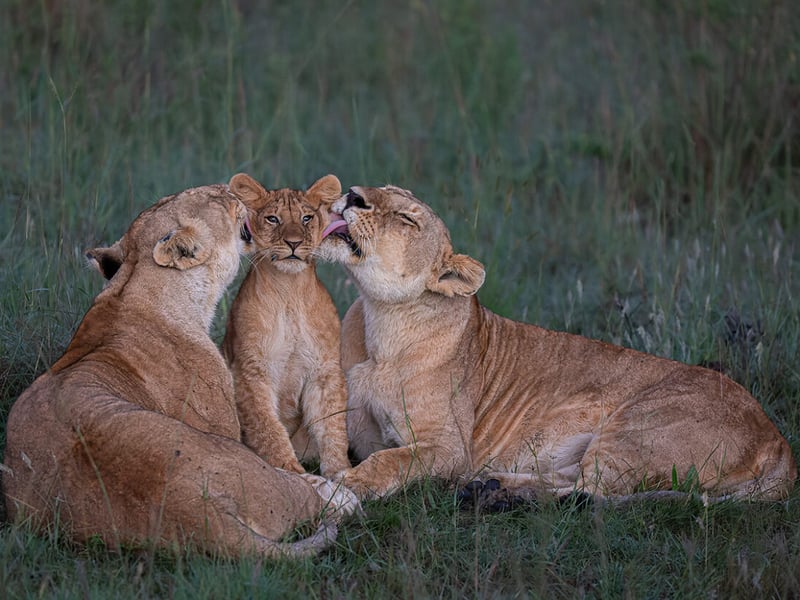 A pair of lionesses devotedly groom one of the pride’s five cubs in Kenya’s Maasai Mara.