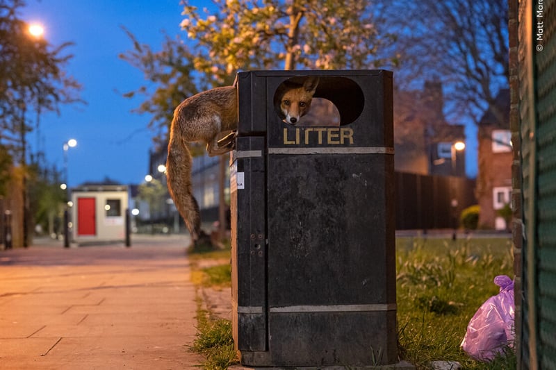 A young red fox takes advantage of a bin stacked high with rubbish before collection day on a street in London, UK.