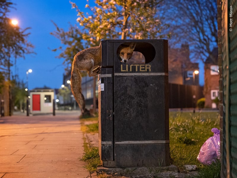 A young red fox takes advantage of a bin stacked high with rubbish before collection day on a street in London, UK.