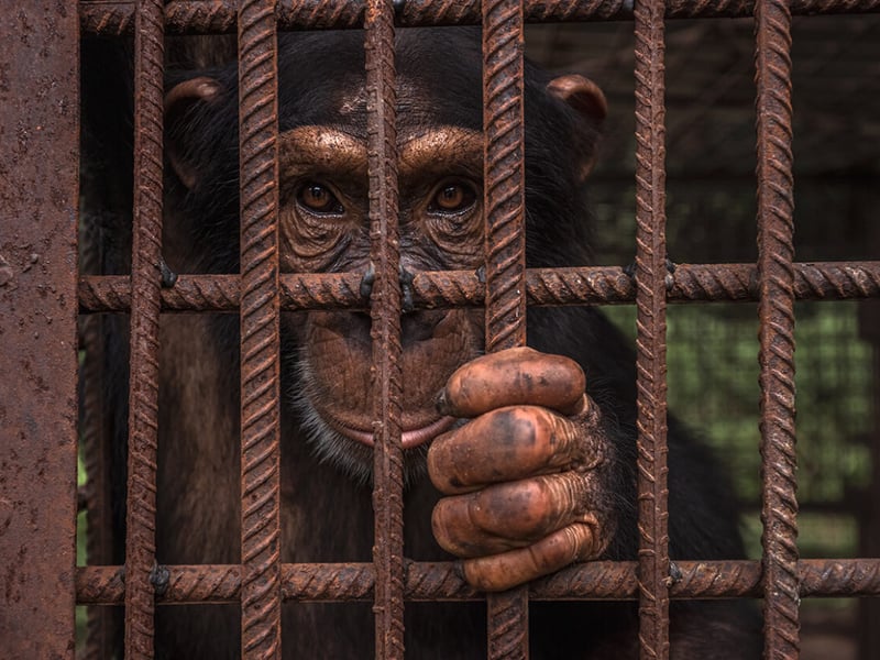 A rescued chimpanzee looks on from its enclosure at the Chimpanzee Conservation Center in the Republic of Guinea.