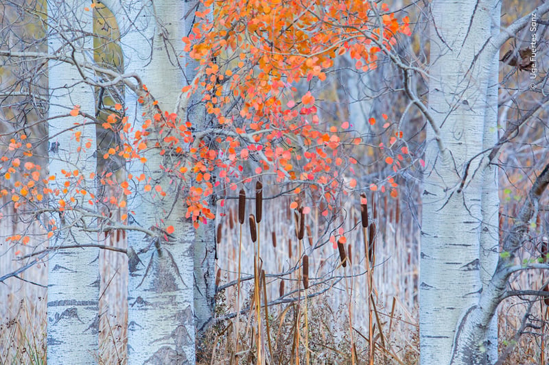 A painting-like composition of bulrushes and quaking aspens is framed in a small corner of the Cabriel River in the Sierra de Albarracín Mountains, Spain.
