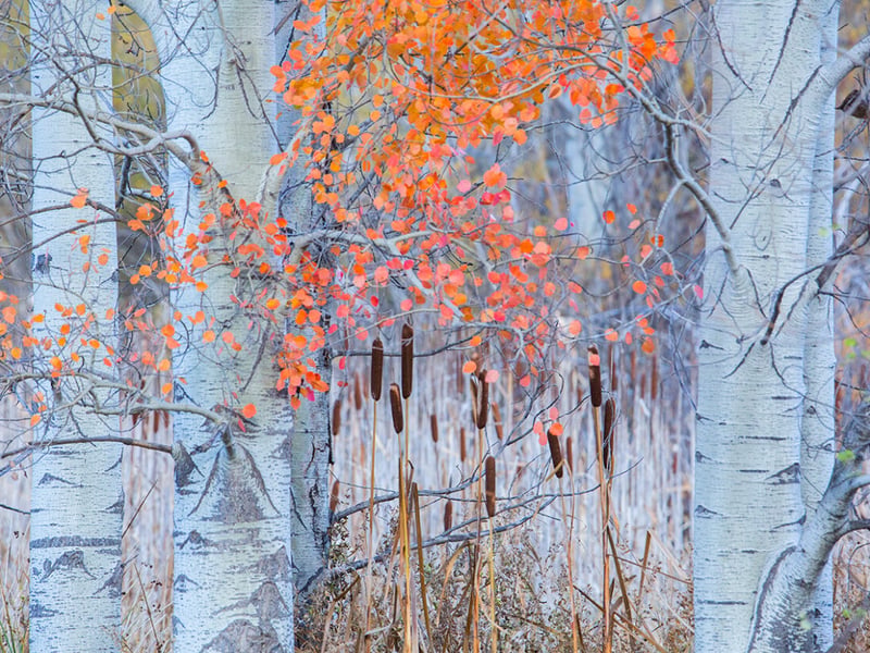 A painting-like composition of bulrushes and quaking aspens is framed in a small corner of the Cabriel River in the Sierra de Albarracín Mountains, Spain.