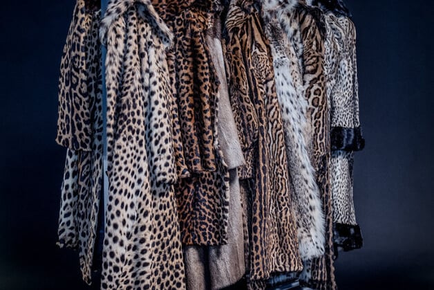 These coats, made from the skins of some of the most endangered big cats, were confiscated by European customs officers and held for forensic tests before being used for educational events.